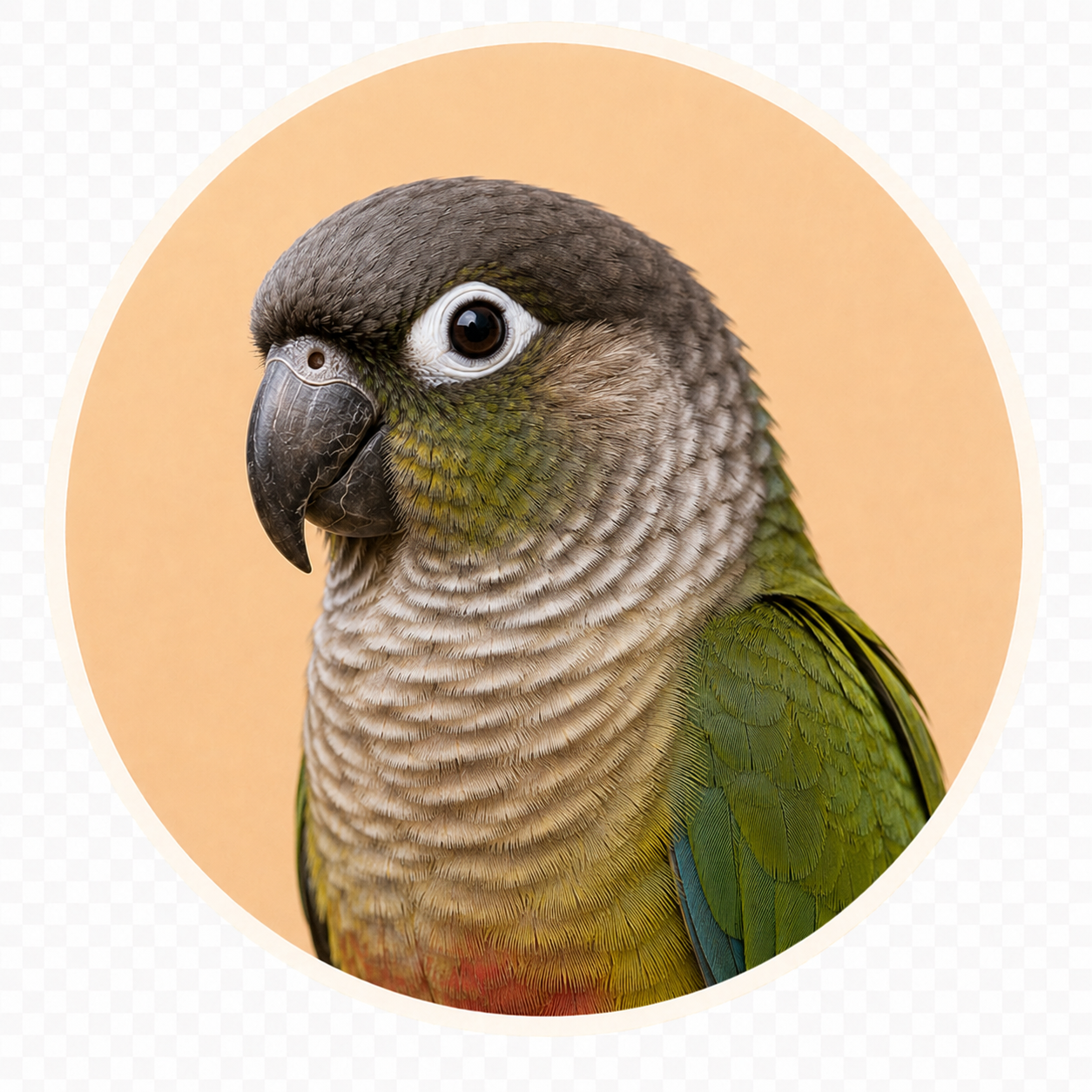 Conure