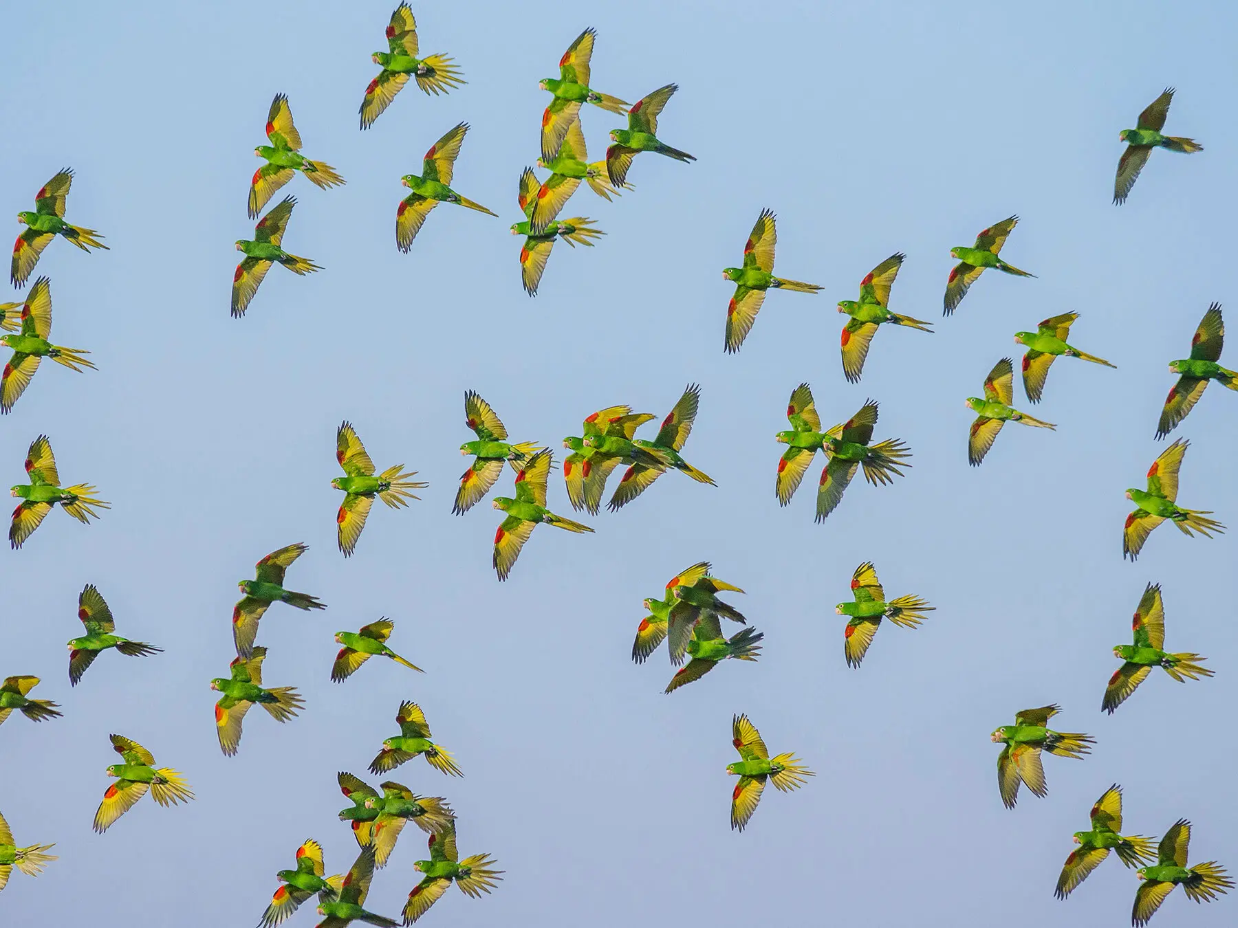 A large flock of green parrots flying in the sky