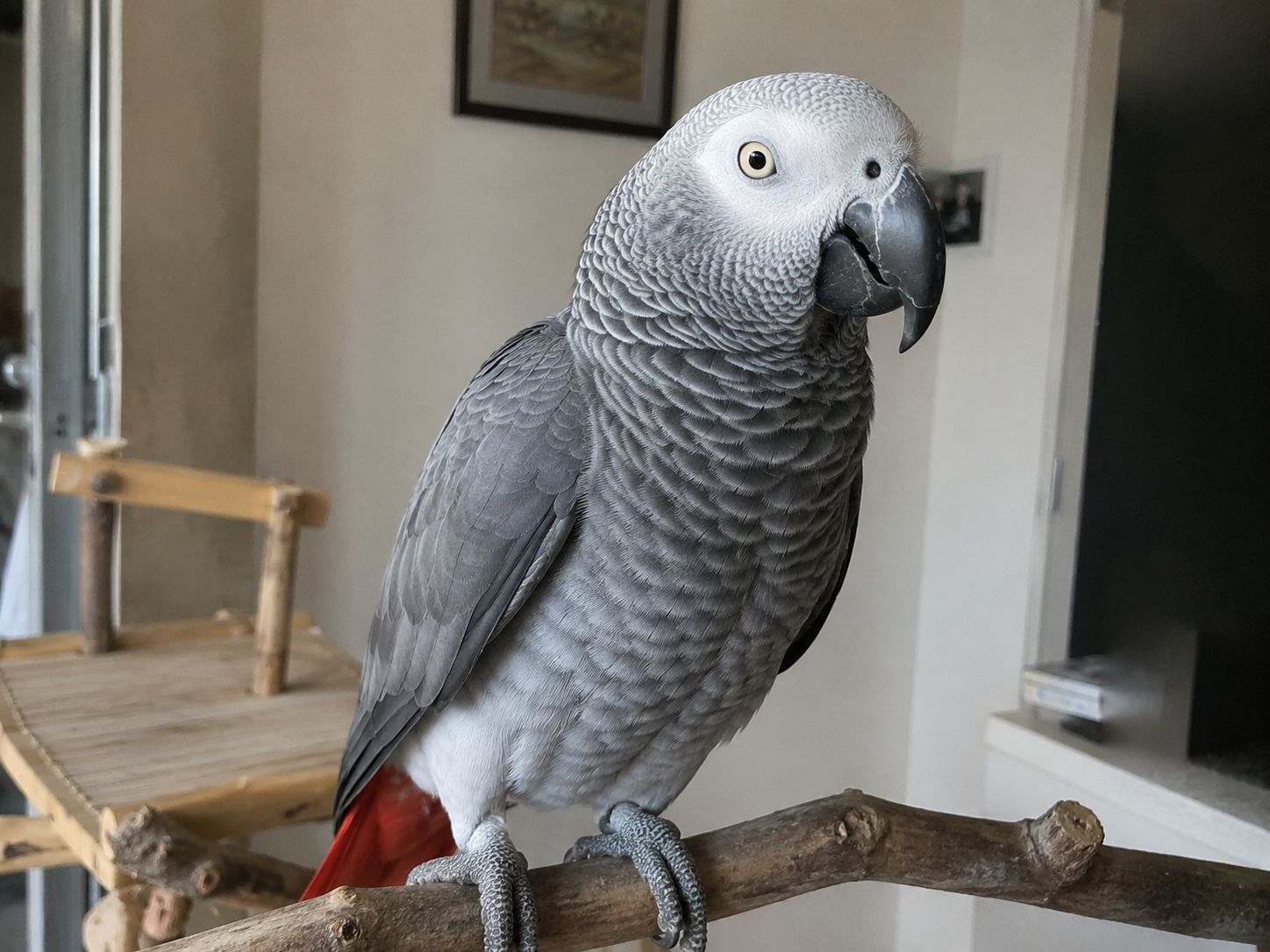 Juno, a African Grey looking for a new home