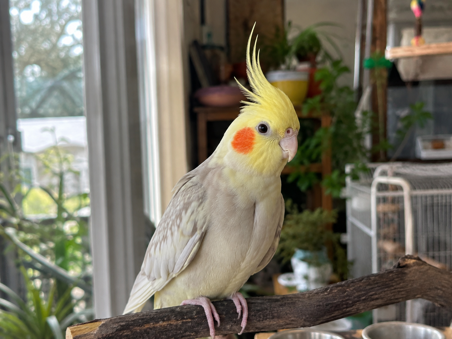 Biscuit, a Cockatiel looking for a new home