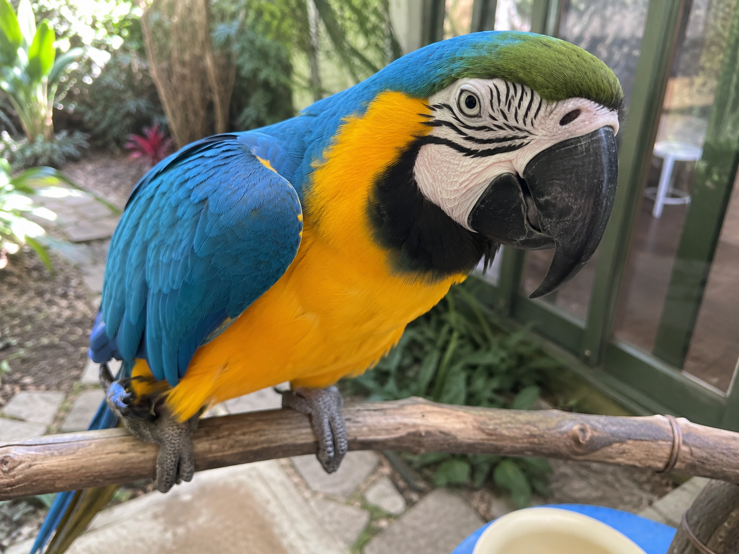 Rio, a Blue and Gold Macaw looking for a new home