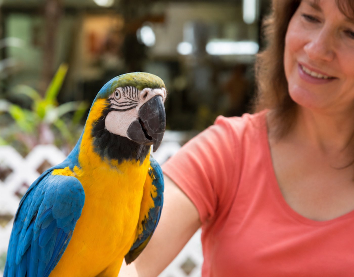 A woman with a calm blue and gold macaw perched near her