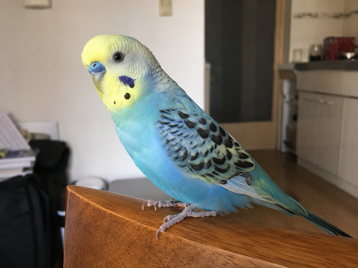 A blue parakeet perched on a wooden surface
