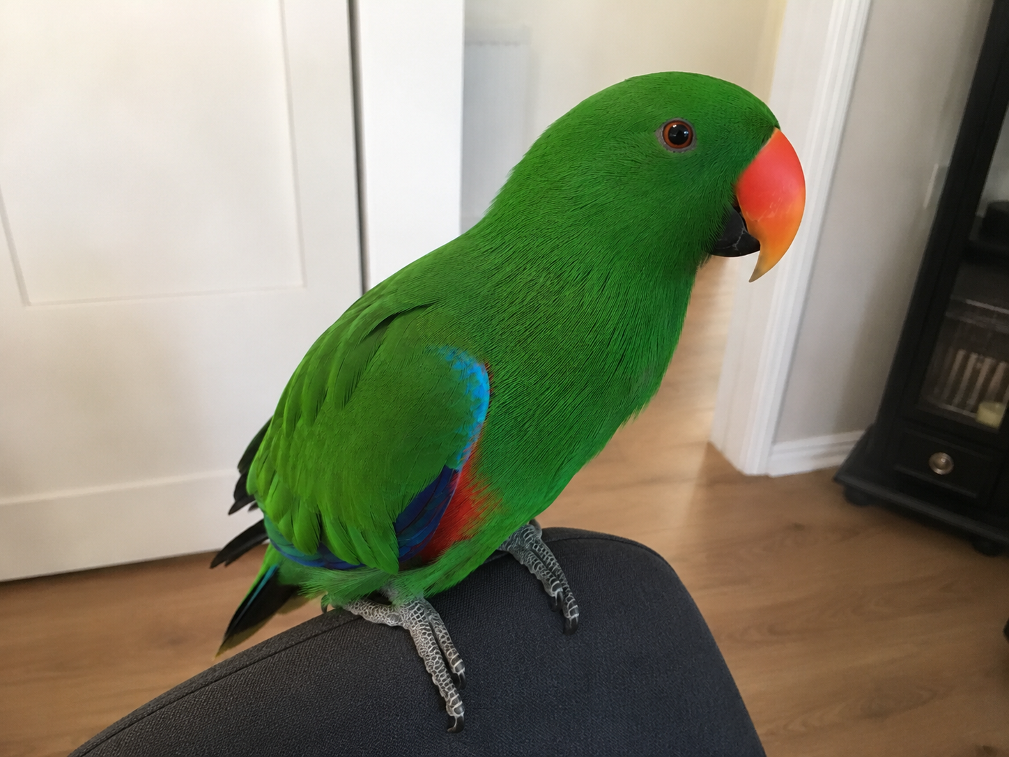 Ruby, a Eclectus looking for a new home