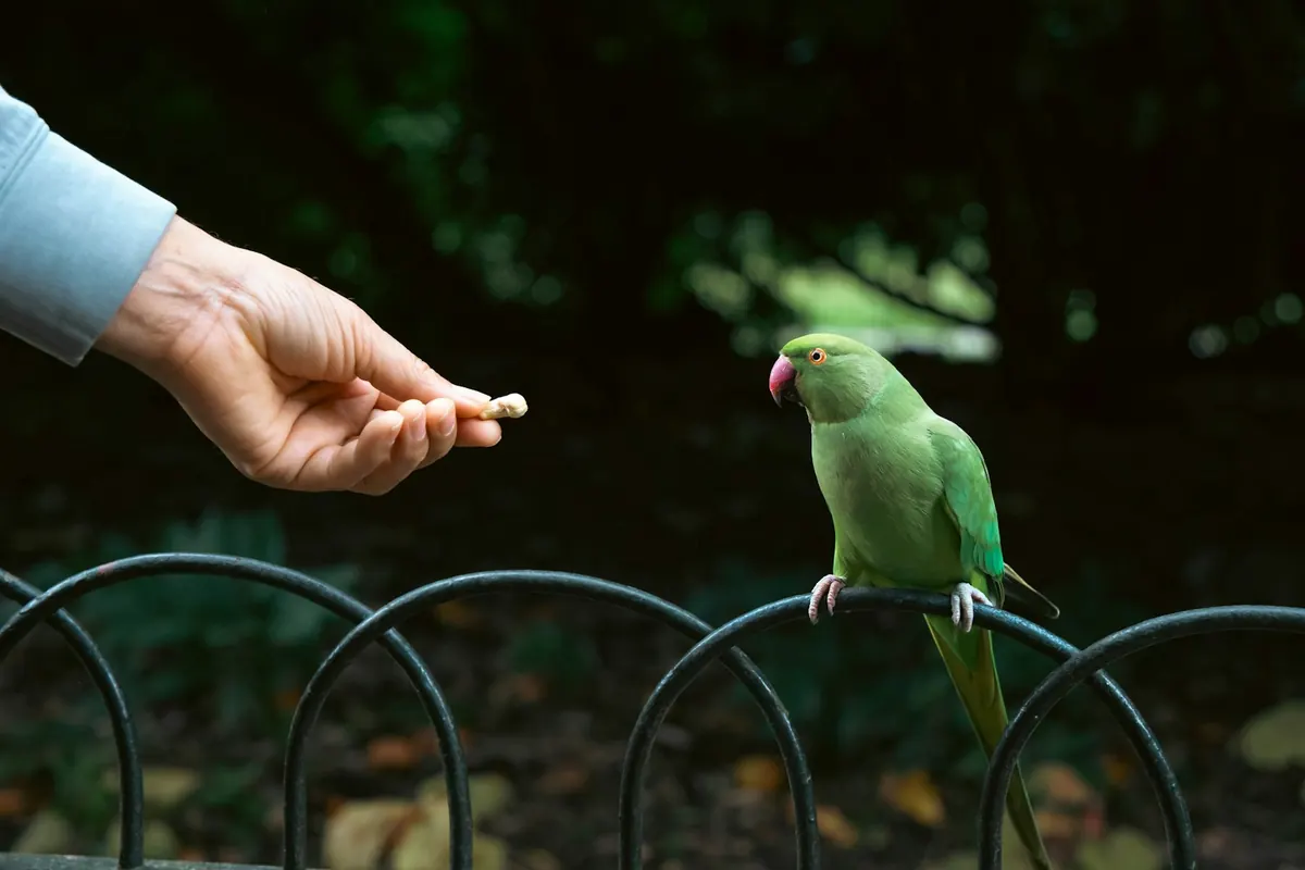 A hand pulling back from an African grey parrot lunging with an open beak