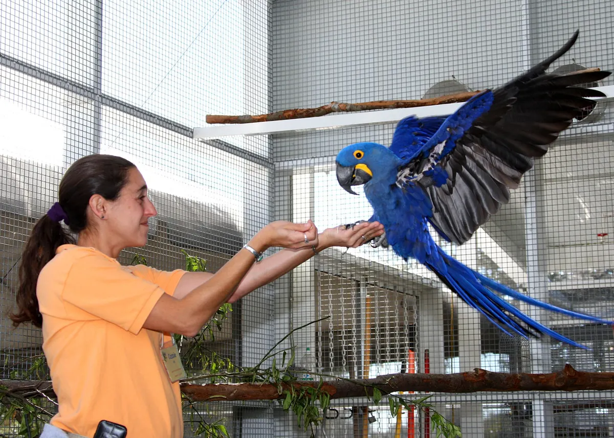 Cassie Malina cueing a hyacinth macaw to step up