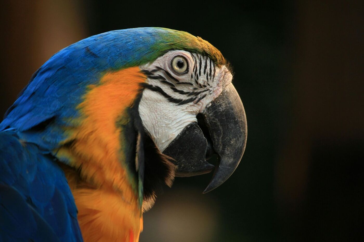 Close up of a parrot with open beak